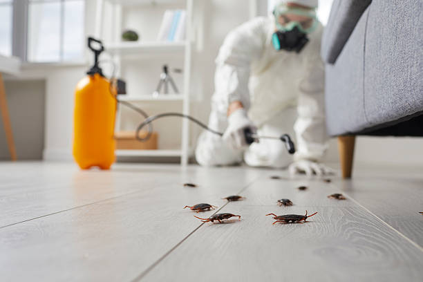 Post-Treatment Bed Bug Interceptor Monitoring in Lakeville